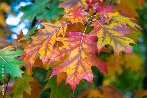 Closeup shot of the colorful autumn leaves of a northern oak tree (Quercus rubra) photo