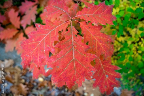 Closeup shot of the red autumn leaves of a northern oak tree (Quercus rubra)