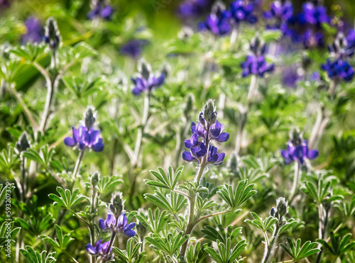 Blooming wild blue lupins Lupinus pilosus on bright sunny spring day on The Golan Heights in Israel. Spring in Israel. Species of flowering plant from the family Fabaceae which is endemic to Israel.