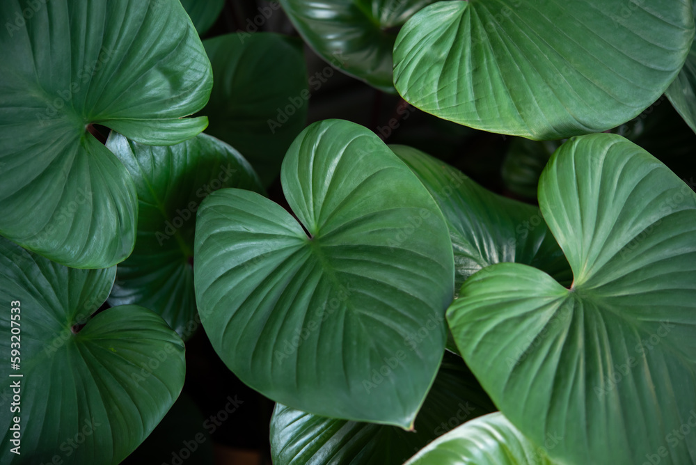 Greenery background, green color of nature plant and leaf environment greenery concept Greenery background, green color of nature plant and leaf environment greenery concept