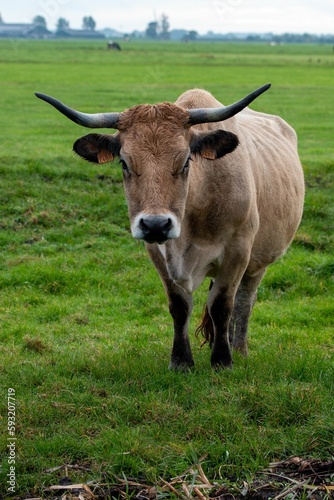 Vertical shot of a brown cow in a field.