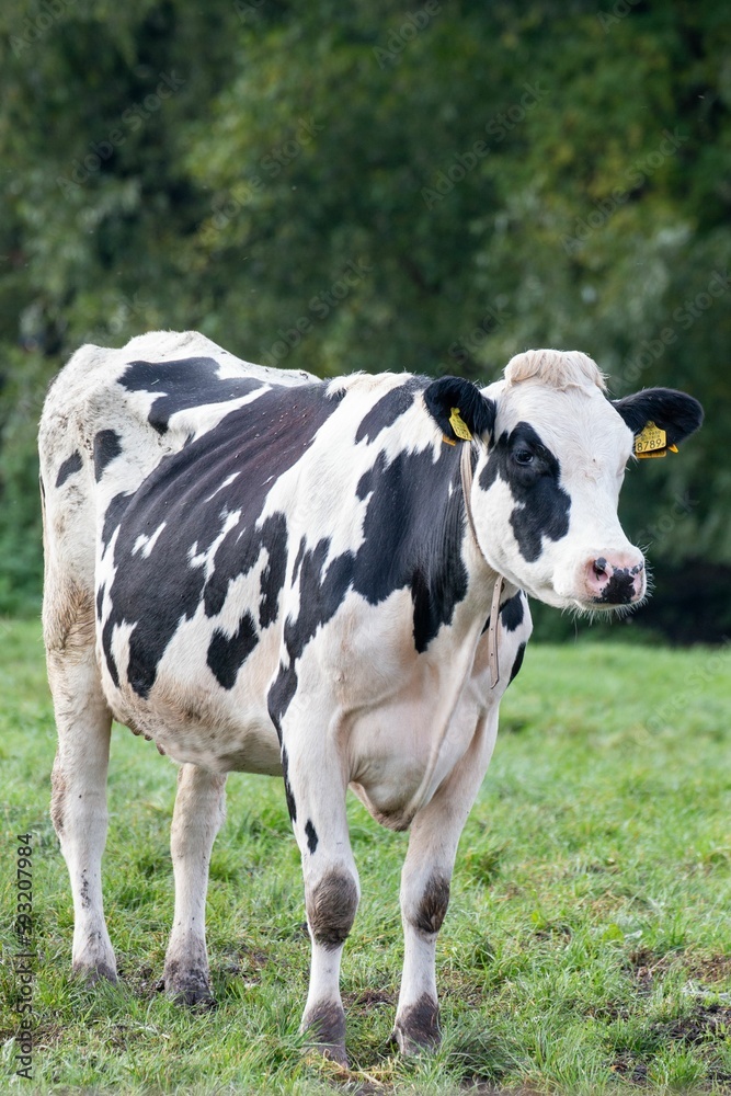 Vertical shot of a cow in the field