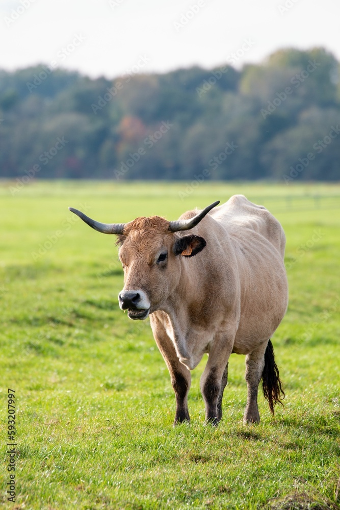 Vertical shot of a cattle in the field