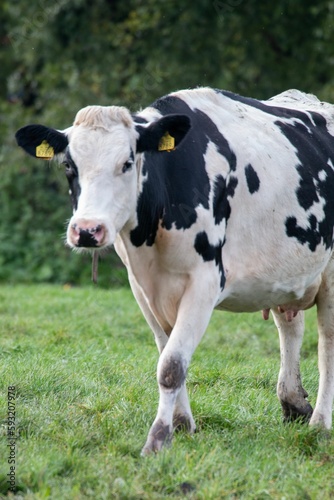 Vertical shot of a cow in the field © Ingrid5/Wirestock Creators