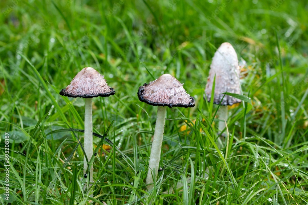 Closeup shot of Amanita phalloides mushrooms Closeup shot of Amanita phalloides mushrooms
