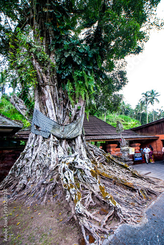 Very old mangrove tree at Tirta Empul temple entrance, Ubud, Indonesia, Bali