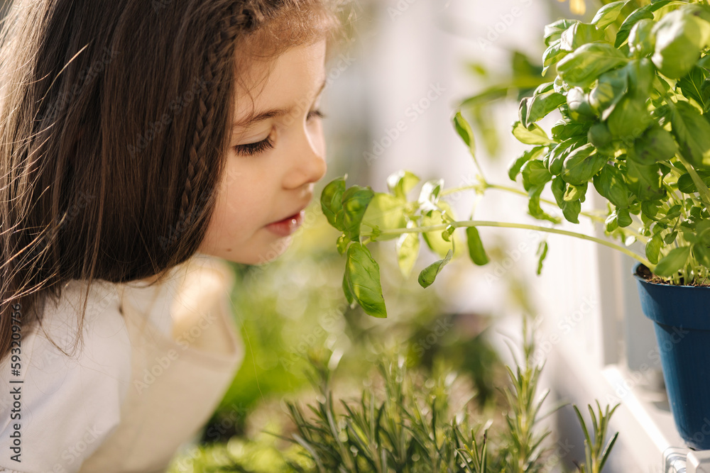 Cute little girl sniffs basil leaves on balcony. Portrait of adorable girl gardening outdoors Cute little girl sniffs basil leaves on balcony. Portrait of adorable girl gardening outdoors
