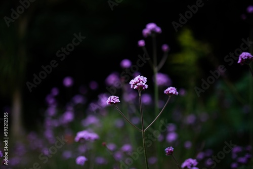 Selective focus shot of Purpletop vervain flowers in the beautiful meadow