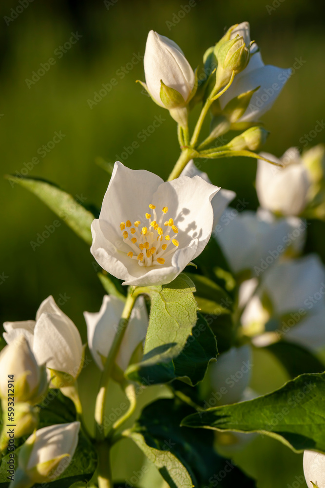 Fototapeta premium White fragrant jasmine flowers in the spring season