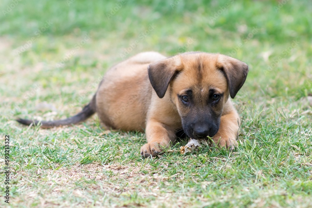 Sad brown puppy sitting on grass park