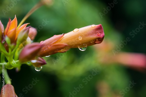 Shallow focus of water drops on a red bud flower with blur background