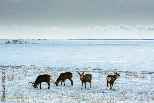 Fototapeta Naklejka Na Ścianę i Meble -  北海道、野付半島で生きるエゾシカの群れ、冬は極寒