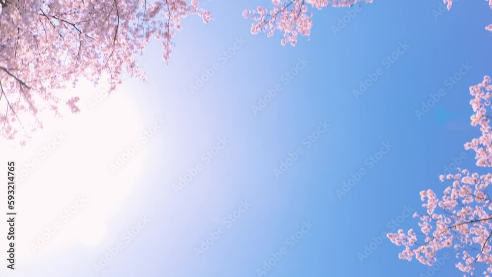 POV shot while looking up at cherry blossoms.
POV shot while looking up at cherry blossoms.