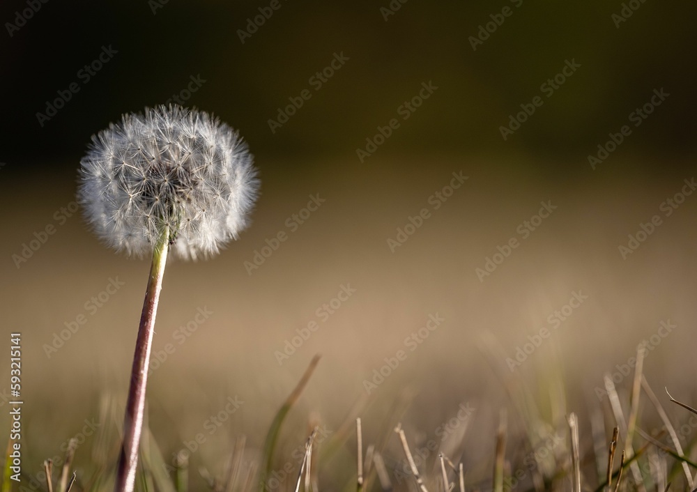 Closeup of growing dandelion in blurred background