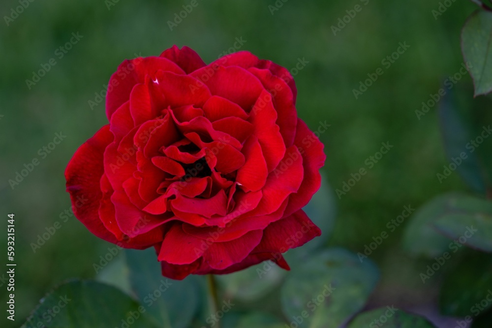 Closeup of blooming red rose in green nature background Closeup of blooming red rose in green nature background