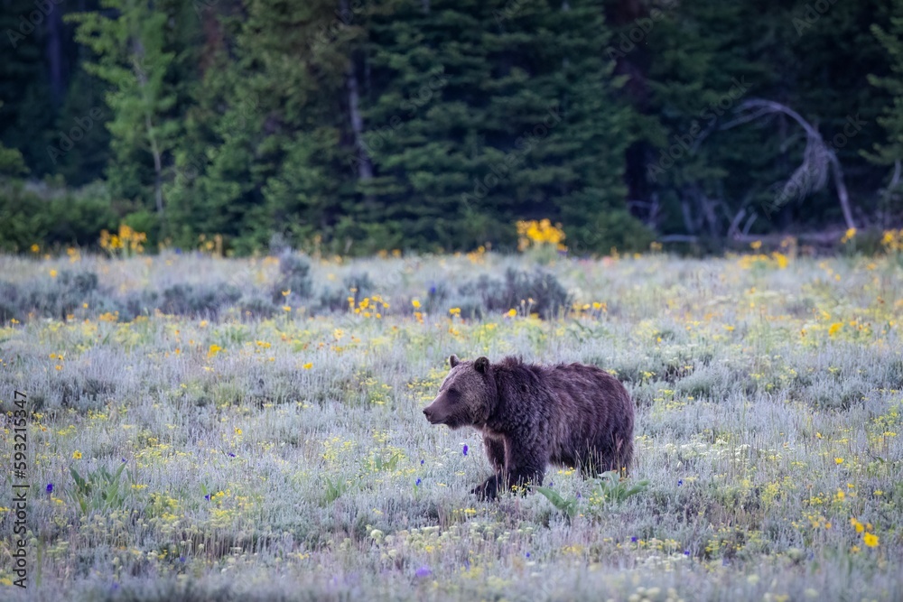 Bear walking in field Bear walking in field