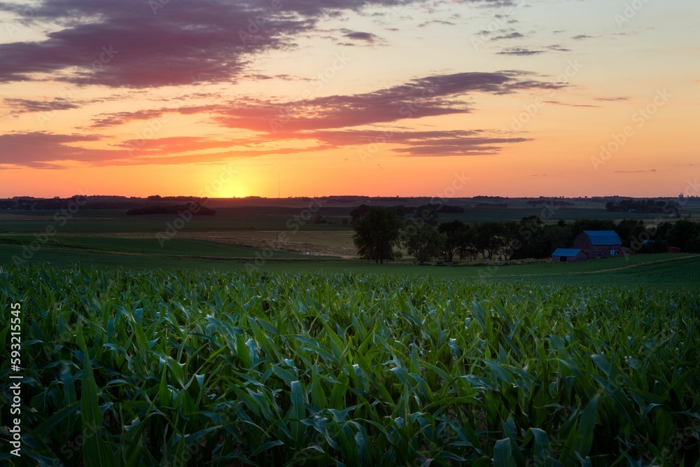 Beautiful view of the green cornfield at sunset.