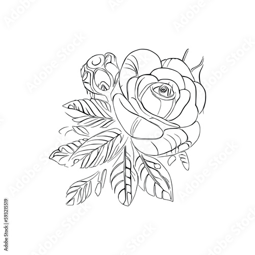 Beautiful Roses Flower Coloring book, line art vector.