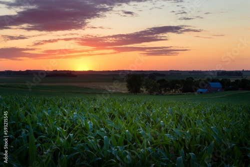 Beautiful view of the green cornfield at sunset.