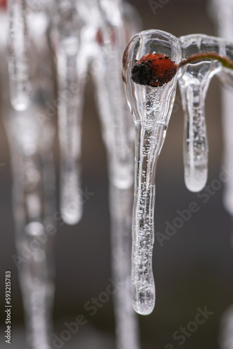 close up with rosehips on a branch covered with ice
