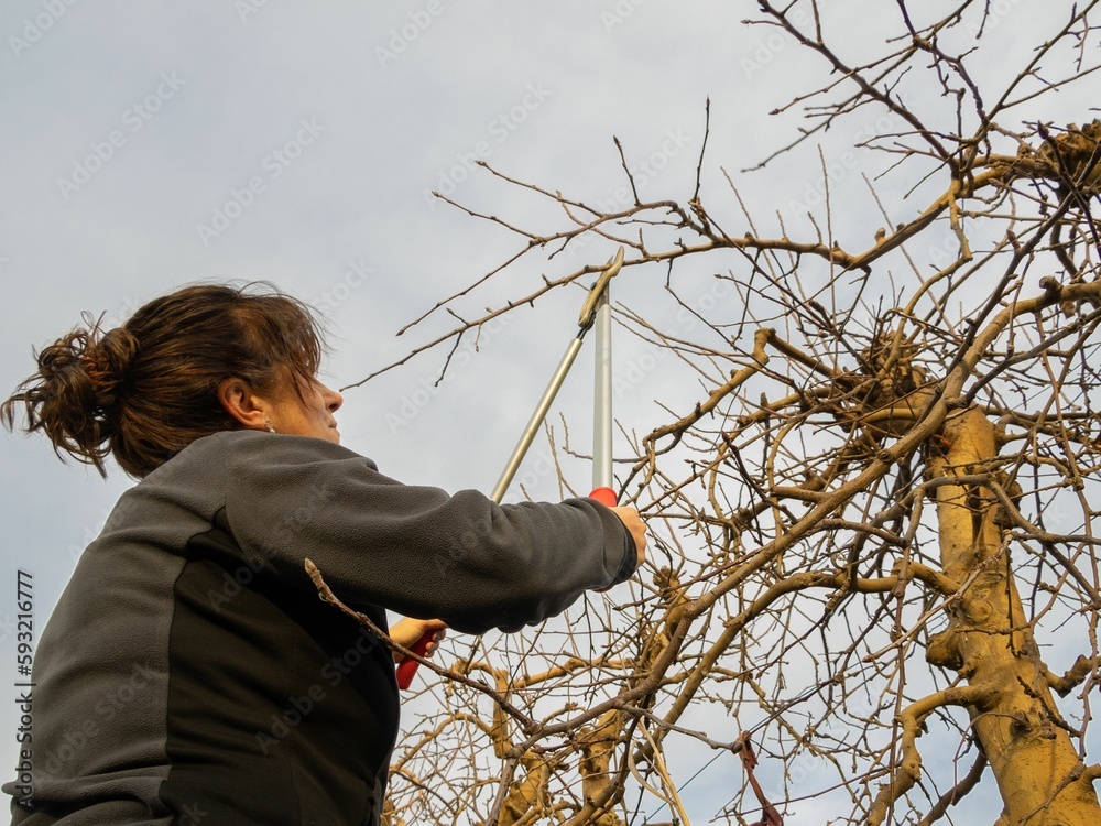 Naklejka premium Low-angle of a Caucasian woman woman pruning the fruit trees with shears during the winter season