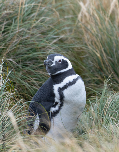 wilder, freier Magellanpinguin (Spheniscus magellanicus) brütet auf den Falklandinseln 