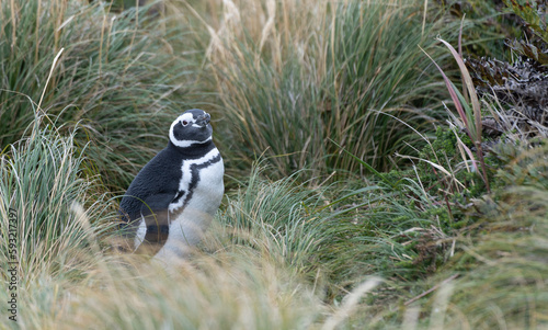 wilder, freier Magellanpinguin (Spheniscus magellanicus) brütet auf den Falklandinseln  photo