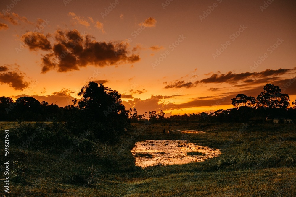 Meadow with wet land and silhouette trees under sunset sky