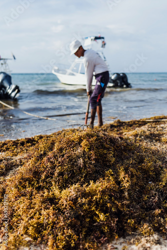 latin man cleaning sargasso and trash with rake with text in his tshirt 