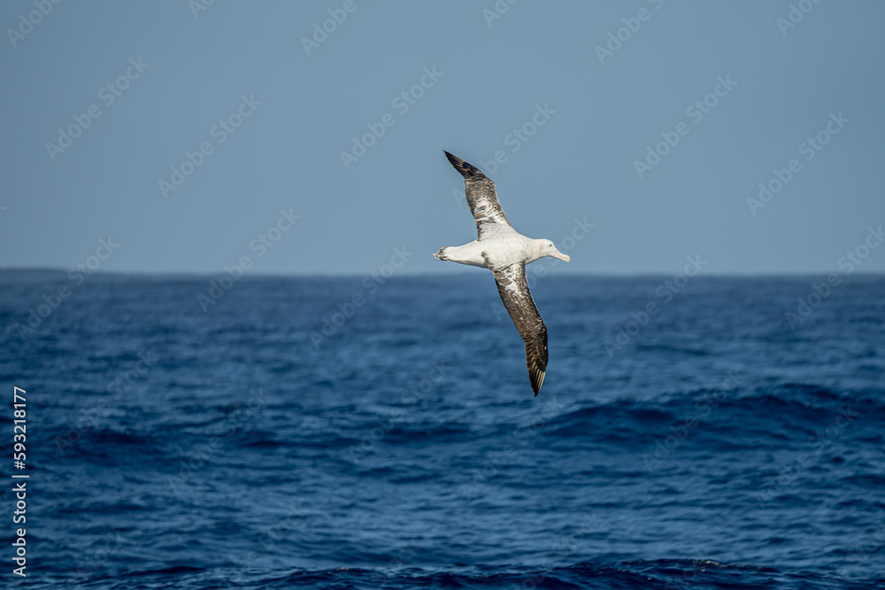 Wanderalbatros (Diomedea exulans) - der Vogel mit der größten Flügelspannweite der Welt segelt im Gleitflug über das blaue Meer