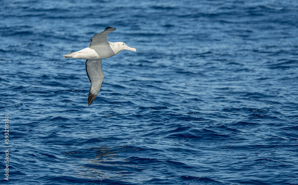 Nahaufnahme eines Riesensturmvogel (Macronectes giganteus) im Flug über das südliche Meer der AntarktisMeer Nahaufnahme eines Riesensturmvogel (Macronectes giganteus) im Flug über das südliche Meer der AntarktisMeer