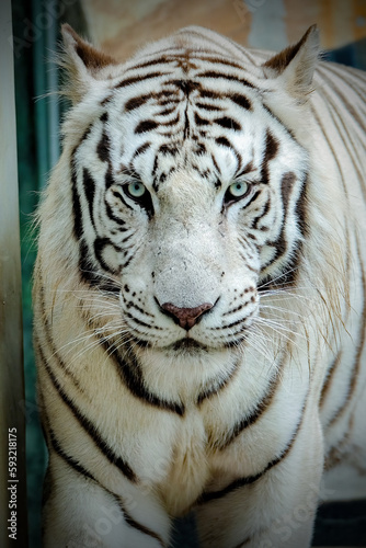 white tiger portrait