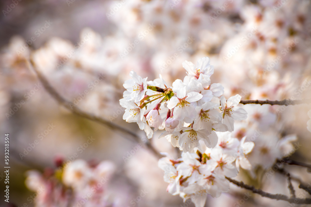 桜の花 春のイメージ 桜の花 春のイメージ