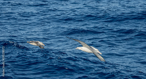 Wanderalbatros (Diomedea exulans) - der Vogel mit der größten Flügelspannweite der Welt segelt im Gleitflug über das blaue Meer © stylefoto24