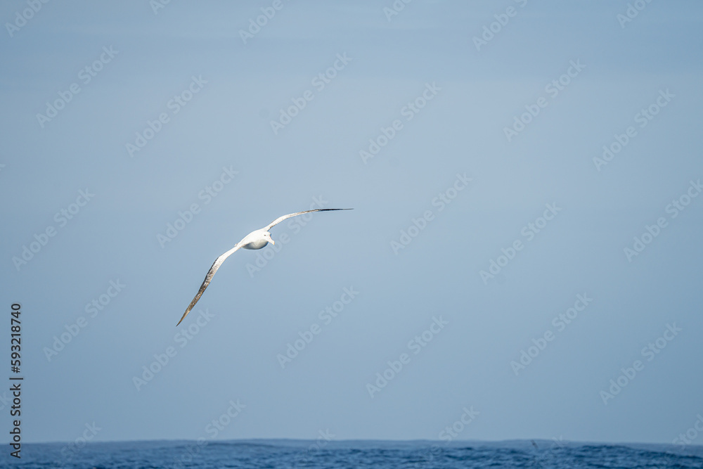 Wanderalbatros (Diomedea exulans) - der Vogel mit der größten Flügelspannweite der Welt segelt im Gleitflug über das blaue Meer Wanderalbatros (Diomedea exulans) - der Vogel mit der größten Flügelspannweite der Welt segelt im Gleitflug über das blaue Meer