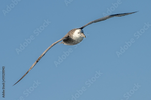 Nahaufnahme eines Riesensturmvogel (Macronectes giganteus) im Flug über das südliche Meer der AntarktisMeer photo