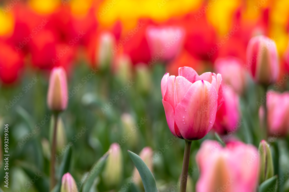 Fototapeta premium チューリップの花 春のイメージ