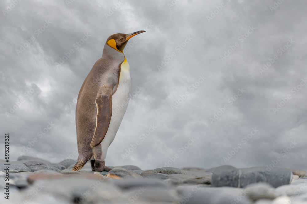 Obraz premium Seltener Anblick: Hellbraune Königspinguine mit Melanismus auf Südgeorgien. Eine genetische Mutation verursacht ungewöhnliche braune Gefiederfärbungen.