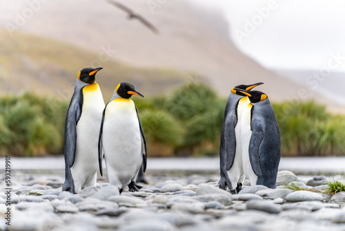 K  nigspinguin -  APTENODYTES PATAGONICUS  Kolonie in Salisbury Plain eine weite vom Grace-Gletscher ausgewaschene Ebene auf S  dgeorgien und S  d Georgiens gr    te See-Elefanten Aufzuchtst  tte