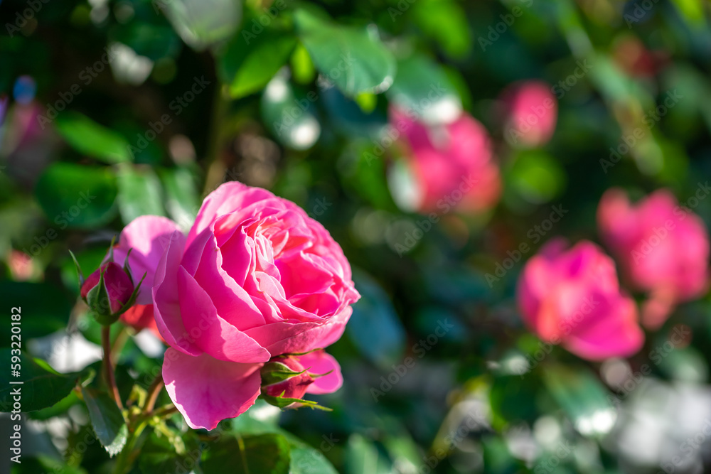 バラの花　屋外撮影