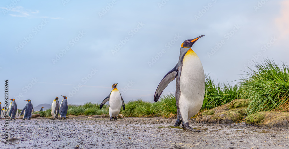 Fototapeta premium Königspinguin - (APTENODYTES PATAGONICUS) Kolonie in Salisbury Plain eine weite vom Grace-Gletscher ausgewaschene Ebene auf Südgeorgien und Süd Georgiens größte See-Elefanten Aufzuchtstätte