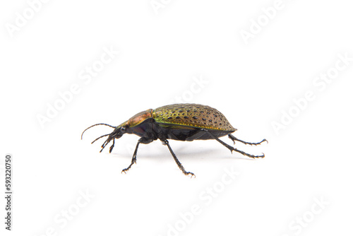 iridescent ground beetle Carabus auratus isolated on white background.
