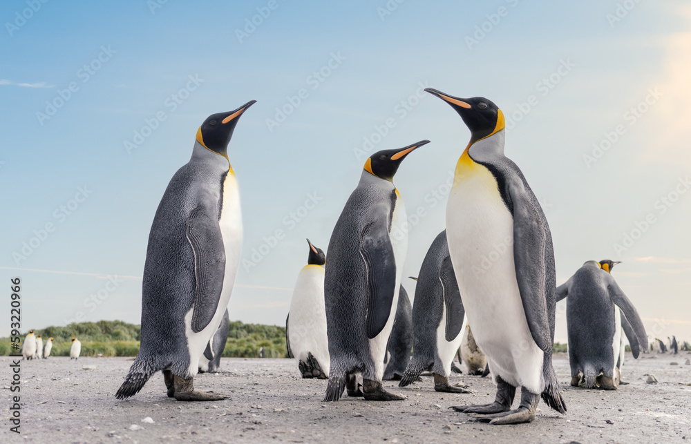 Fototapeta premium Königspinguin - (APTENODYTES PATAGONICUS) Kolonie in Salisbury Plain eine weite vom Grace-Gletscher ausgewaschene Ebene auf Südgeorgien und Süd Georgiens größte See-Elefanten Aufzuchtstätte