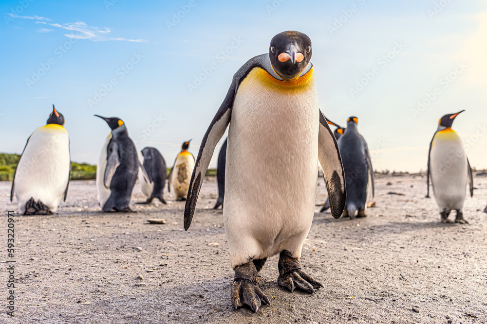 Obraz premium Königspinguin - (APTENODYTES PATAGONICUS) Kolonie in Salisbury Plain eine weite vom Grace-Gletscher ausgewaschene Ebene auf Südgeorgien und Süd Georgiens größte See-Elefanten Aufzuchtstätte