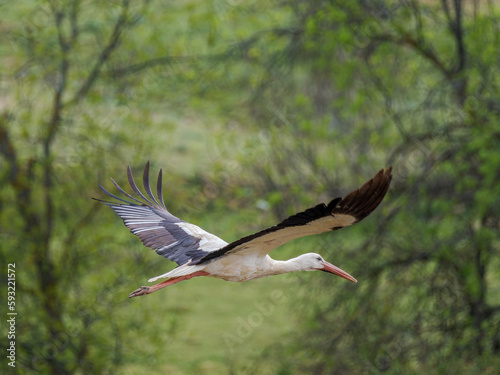 Cigüeña volando hacia su nido © MrWeaK