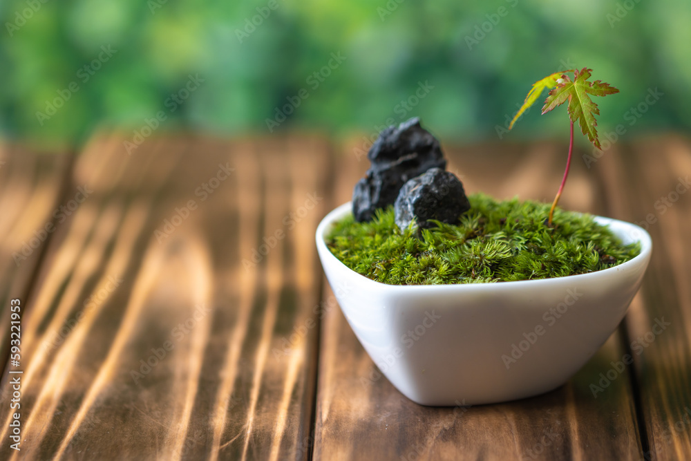 苔盆栽 和風イメージ 苔盆栽 和風イメージ