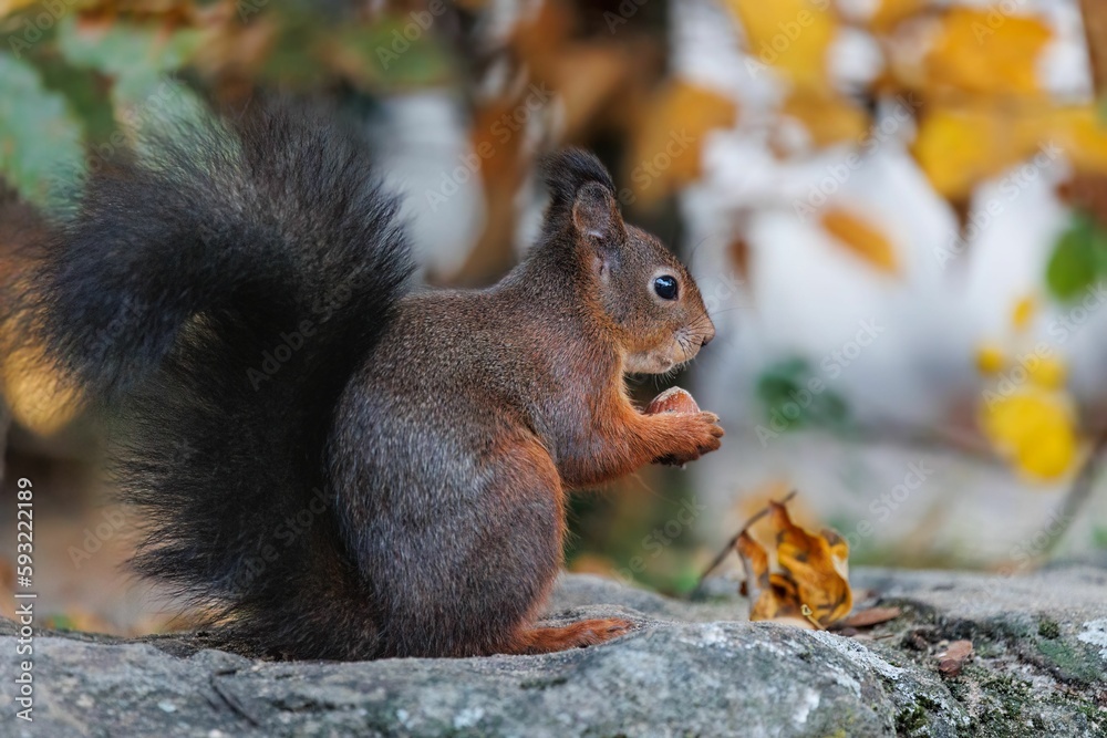 Closeup shot of a red squirrel with a black furry tail sitting on a stone and holding a nut Closeup shot of a red squirrel with a black furry tail sitting on a stone and holding a nut