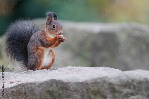 Red squirrel eating nuts on a rock. © Andreas Furil/Wirestock Creators