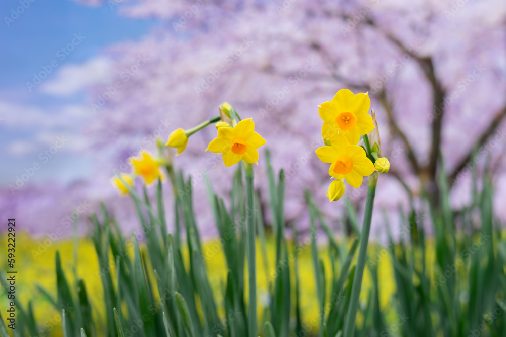 Fototapeta premium 水仙の花 初春のイメージ