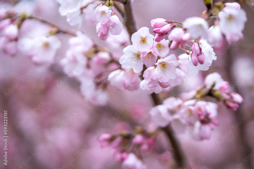 春の日差しに輝く桜の花 春のイメージ 春の日差しに輝く桜の花 春のイメージ